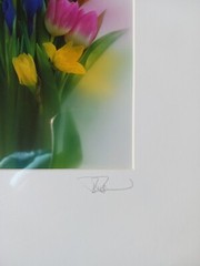 Iris Tulip Daffodil Signed Photo In Mat Soft Focus 12×9 Inches
