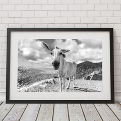 St John White Donkeys Photography Wall Art Decor, US Virgin Islands, USVI Donkey