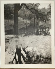 Arthur Gray Standard Oil Photographer Cleveland Ohio Americana Tree Forrest Look