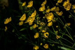 11×14 Inch Print Original Photo Photography Wall Art Landscape Flower Nature