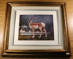 Abi Garaman Framed Photo Lot of 4 – Wildlife Antelope Moose Elk Jackson Hole WY