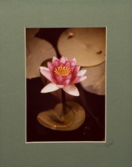 Pink Water Lily & Lily Pads 5×7 print mounted & matted photograph