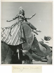 M. J. Miller circus performer on elephants vintage photo