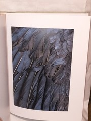 HELEN SEAR limited edition photograph – FOUR Portfolio (2022)