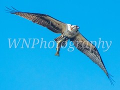 Digital File Photo of an Osprey carrying a fish. Digital File Photo