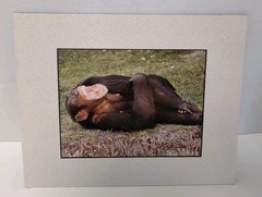 Monkey Camels and Elephants Pictures Framed and Signed by Artist