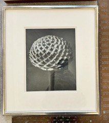 Karl Blossfeldt Original photogravures, 4 Framed From TAM O’NEILL FINE ARTS