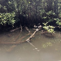 Photo Digital Product Bird Nature Wallpaper Image Background Srilanka River