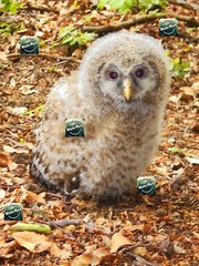 Photo +Digital Product Wallpaper Image Picture Background owl animal bird forest