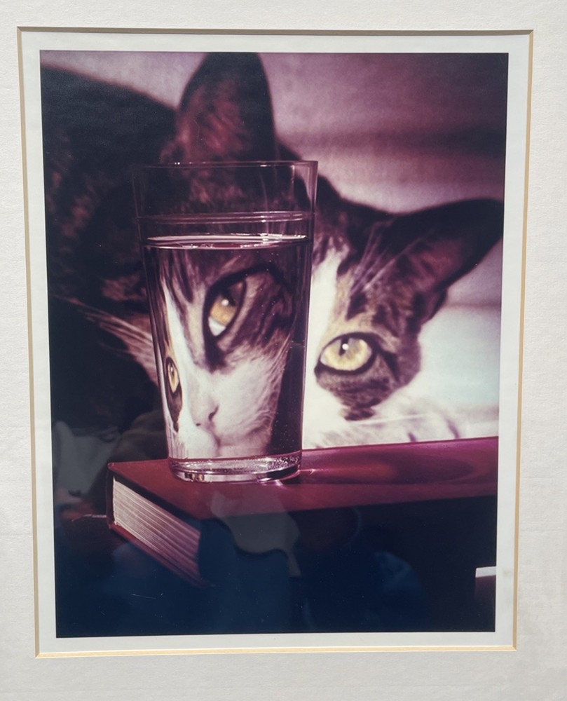 LIFE Magazine Nina Leen Cat Peering Into Glass Framed Photo Print w COA 1963