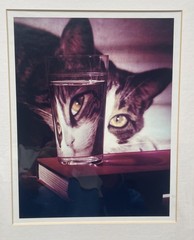 LIFE Magazine Nina Leen Cat Peering Into Glass Framed Photo Print w COA 1963