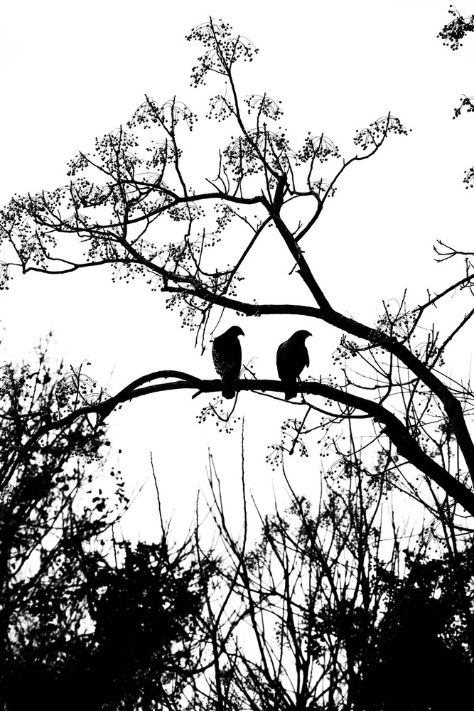 «Birds of a Feather» Nature Wall Art & Prints