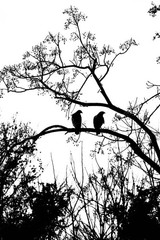 «Birds of a Feather» Nature Wall Art & Prints