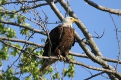 Eagle Photo, Pick One Image – Various Sizes
