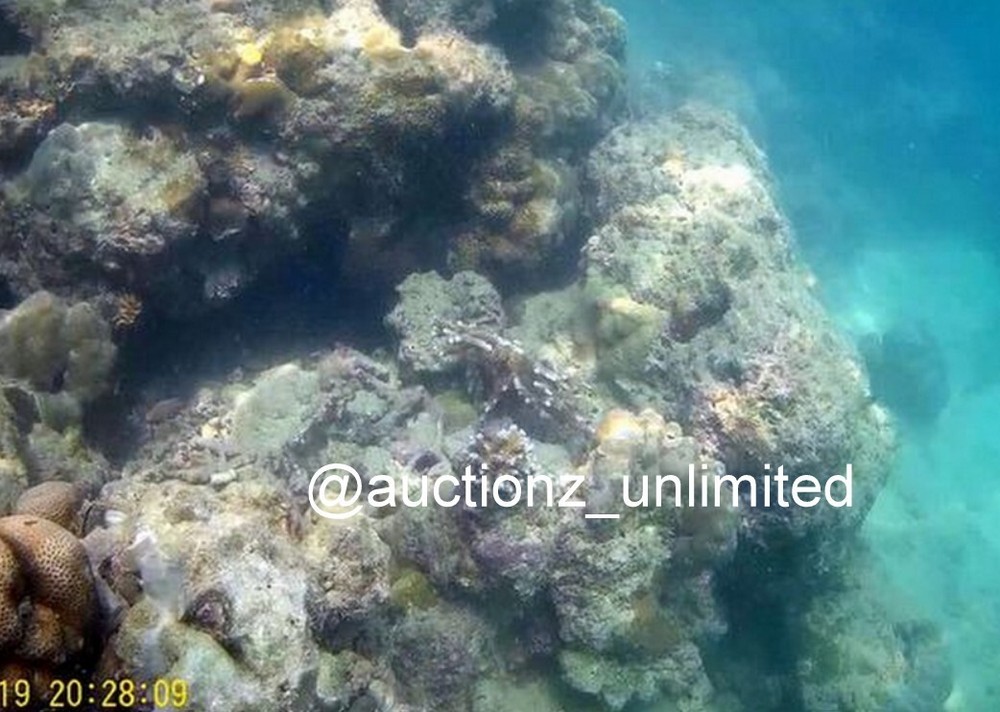 Digital Image Picture Photo Pic Andaman India underwater coral life scuba AND049