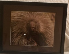 Framed Wildlife Porcupine Color Photograph Landscape Animal Head Art