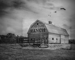 Fine Art Photography, Pine Park Ranch, Kiowa, Colorado, 8×10, Black & White