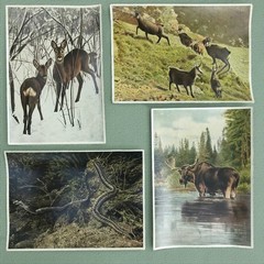1937 PHOTO COLLECTION- “WILD ANIMALS FROM THE FOREST AND MEADOWS“ FROM GERMANY