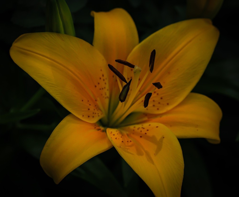8×10 Yellow Flower Glossy Photo – Colorful Nature Garden Art Home Decor