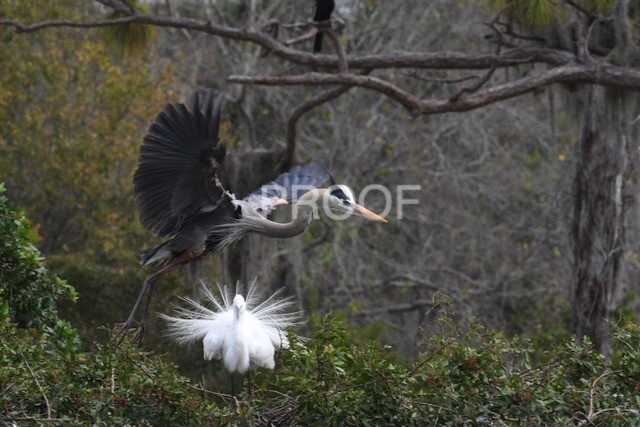 Color print of a Great blue heron and a snowy egret