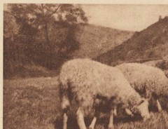 Original 1906 HANS WATZEK » SHEEP » CAMERA WORK Photogravure AUSTRIAN / GERMAN