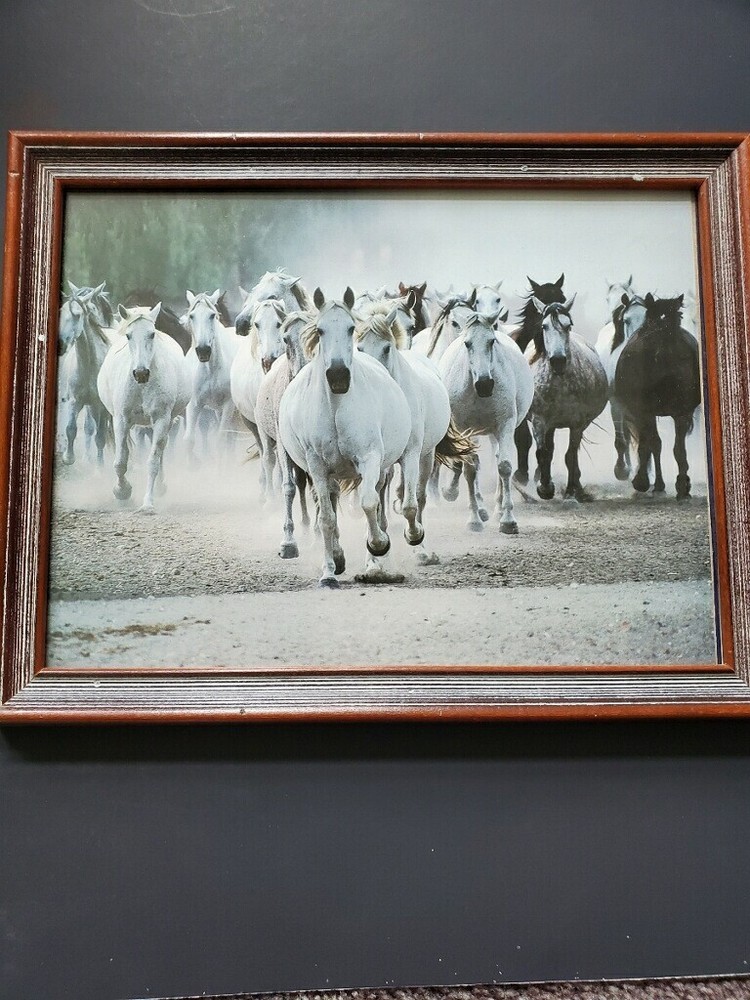 LIPIZZAN MARES – Framed Photo by Gabriele Boiselle. 9″ x 12″ Local Pickup in OR