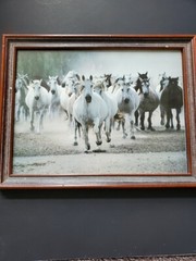 LIPIZZAN MARES – Framed Photo by Gabriele Boiselle. 9″ x 12″ Local Pickup in OR