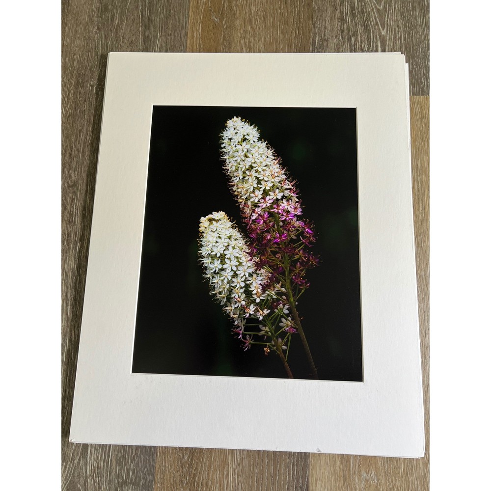 Floral Photo artwork 16×20 White Purple Wildflower Matted Art