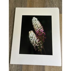 Floral Photo artwork 16×20 White Purple Wildflower Matted Art