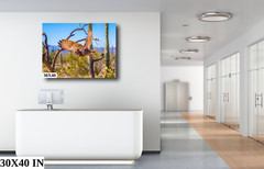 Superb Owl: Birds of Prey Wildlife Sonoran Desert Owl Bird Metal Canvas Print