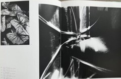 🎈Mega RARE! Daido Moriyama Lettre A St. Lou, BEST Book, 1990, First Ed