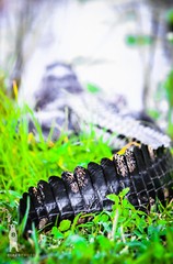 Alligator – Fine Art Photography Prints – by Bear8Photo