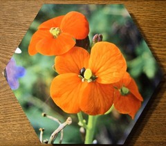 Wall hanging WESTERN WALLFLOWER, Printed-on-metal-hexagon Photo, 11 x 9.5 x ¾ in
