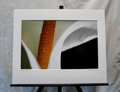 Original Photography Art Print «Calla»