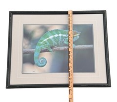 Thomas D Mangelsen Signed/Numbered 114/1200 Nature Photo Chameleon Lizard 14×20”