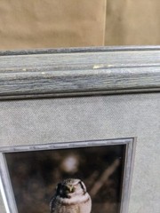 Northern Hawk Owl Photograph, Framed, Signed But Artist Not Known To Me