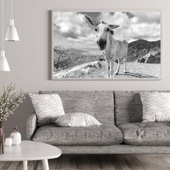 St John White Donkeys Photography Wall Art Decor, US Virgin Islands, USVI Donkey