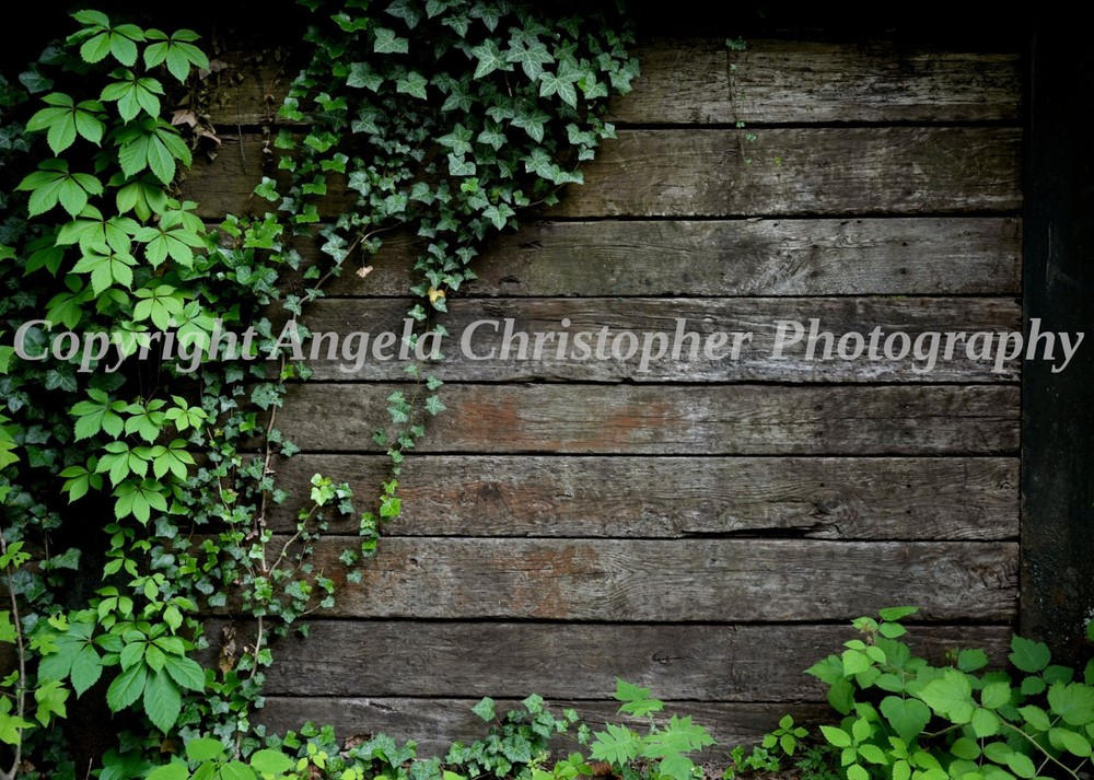 Original ACEO photo fine art print 2.5 x 3.5″ IVY COVERED WALL wood green leaves