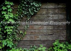 Original ACEO photo fine art print 2.5 x 3.5″ IVY COVERED WALL wood green leaves