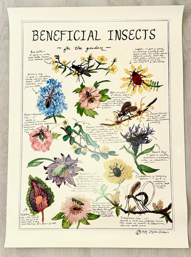 Organic Graphics – Posters Companion Plants / Flowers-Herbs / Beneficial Insects