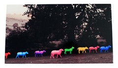 Original photograph of SHEEP Block Mounted and laminated 28 x 29 cm by Senka new