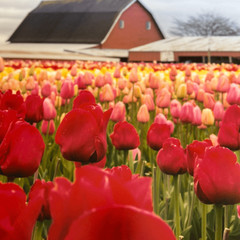 10×18 photography print 1 of 2 Tulips