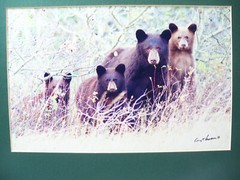 Gerry Lamarre Wildlife Photograph Print Brown Bear Family Matted 16″ x 12″