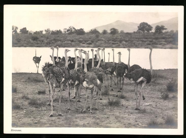 Photograph German South West Africa DSWA, Ostrich Swarm Before River Crossing