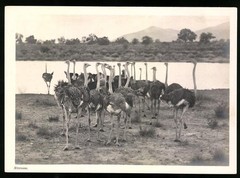 Photograph German South West Africa DSWA, Ostrich Swarm Before River Crossing