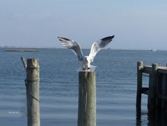 13×16 framed photo of Bird landing on Piling in Backyard across the Bay from LBI