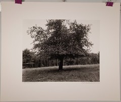 Large Format 2013 B&W Photo Peachtree with Fruit by Charles Fendrock Listed