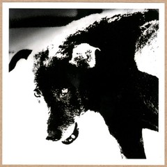SIGNED DAIDO MORIYAMA Misawa Aomori Japan 1991 LTD 6 x 6 MAGNUM PRINT