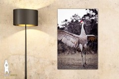 Sandhill Crane – Fine Art Nature Photography by Bear8Photo
