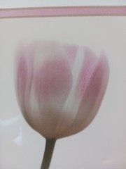 Tulip Soft Focus Matted Photograph